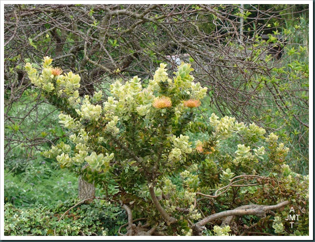 DSC03478-santana-leucospermum vlam cordifolium (pelote d'epingles) F proteaceae BW