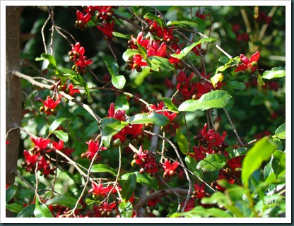 DSC03351-ochna-serrulata-multiflora (plante Mickey ou oeil de pain) F ochnaceae BW