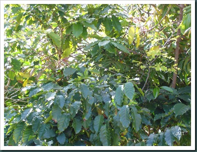 DSC05293W1-coffea-(cafeier) F rubiaceae BW