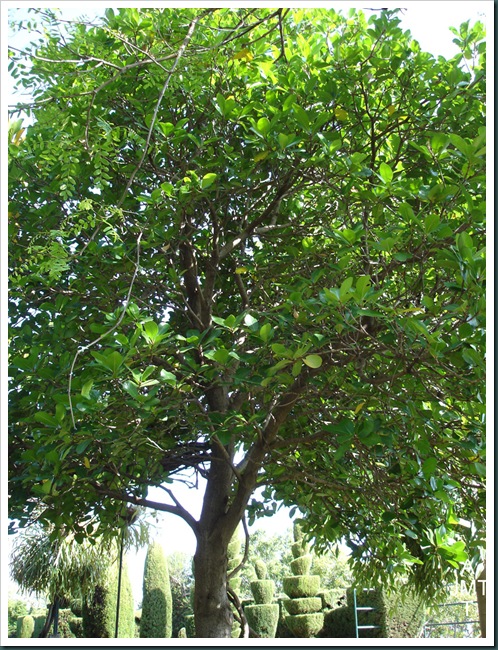 DSC05302W1-corynocarpus-laevigata BW