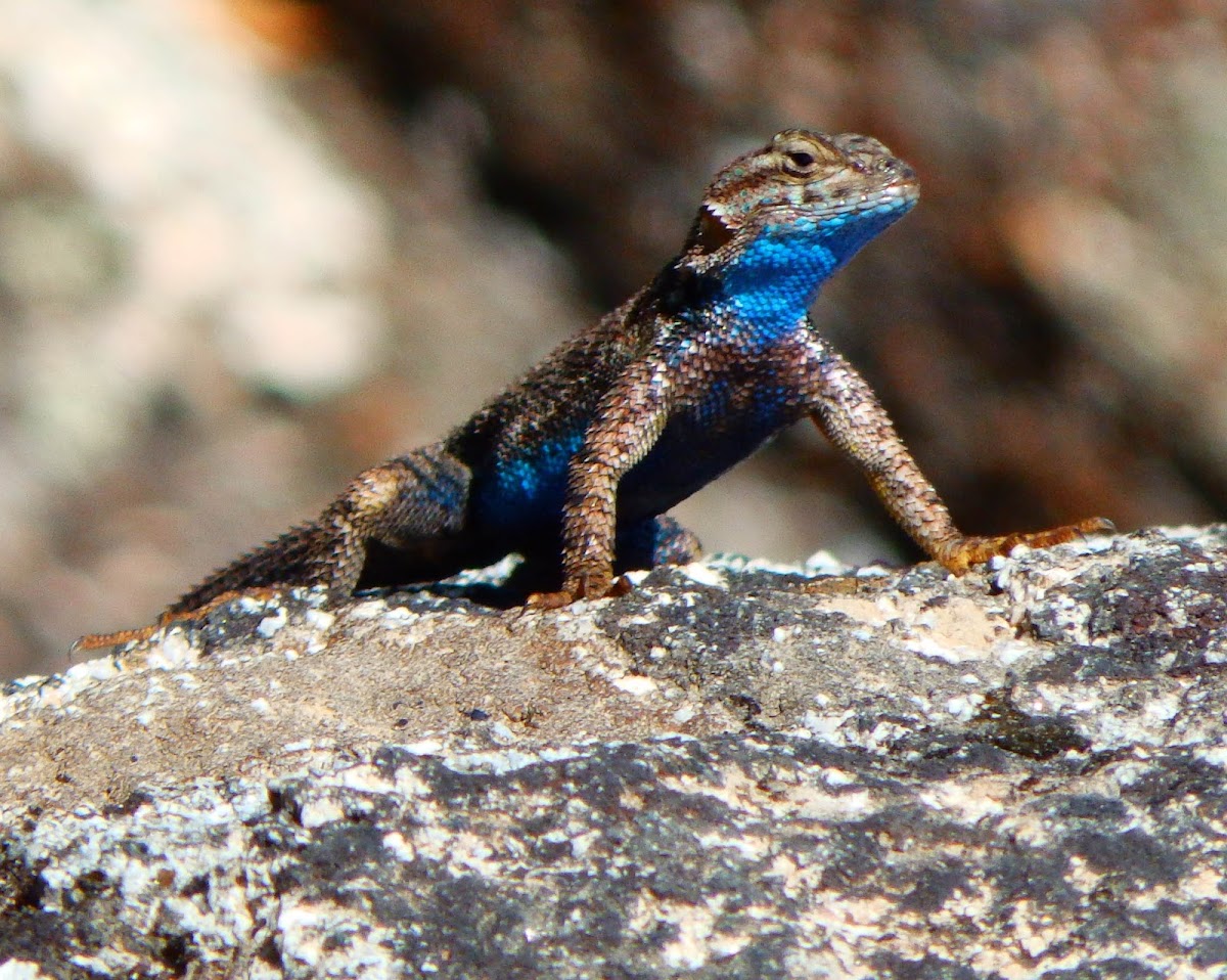 Sierra Fence Lizard (male)
