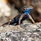 Sierra Fence Lizard (male)