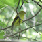 American Goldfinch (female)