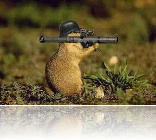 squirrl gun