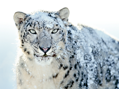 [Snowy Snow Leopard[4].png]