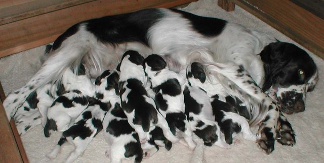 [english_springer_spaniel_01_puppies_for_sale[10].jpg]