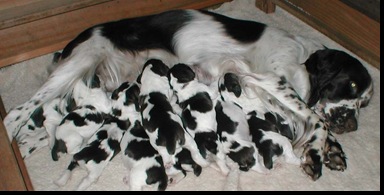 english_springer_spaniel_01_puppies_for_sale