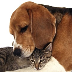24dog_and_cat