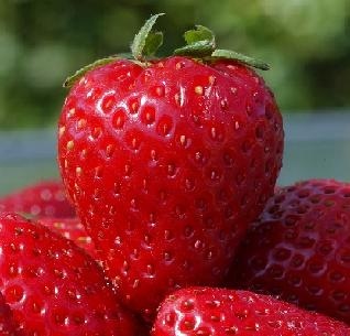 [strawberryfresh[1].jpg]