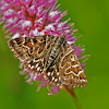 Mother Shipton Moth/M Noir/Scheck-Tageule