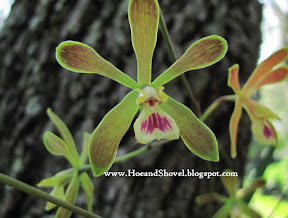 Florida Native Butterfly Orchid