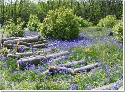 bluebell woods