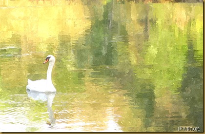 FotoSketcher - Swan
