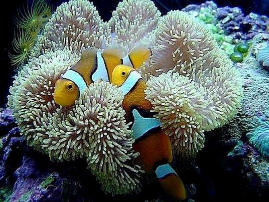 [Percula Clownfish[5].jpg]