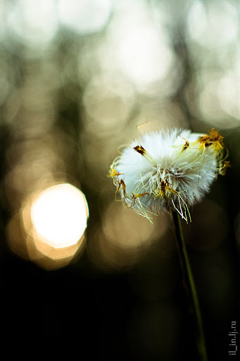 Project 365. Day 125 