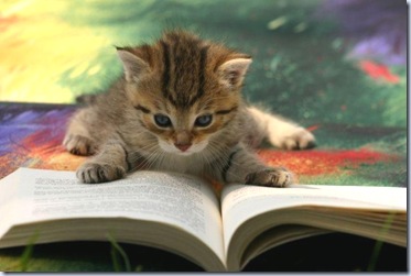 gattino libro