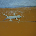 house lizard