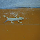 house lizard