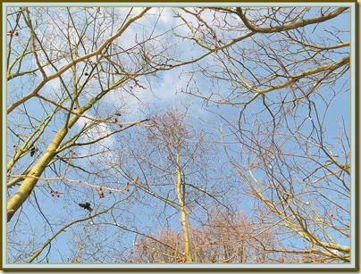Trees, with crow, in Wythenshawe Park