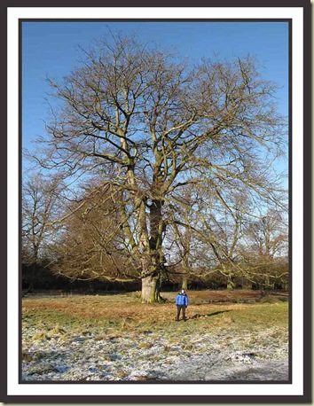 A tree near the Knutsford entrance to Tatton Park