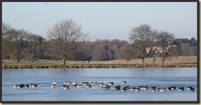 The view back across the lake, with Canada Geese, and the Mansion behind