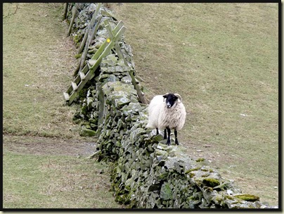 A strolling sheep