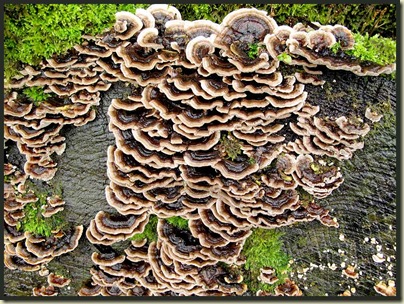 A healthy array of fungus