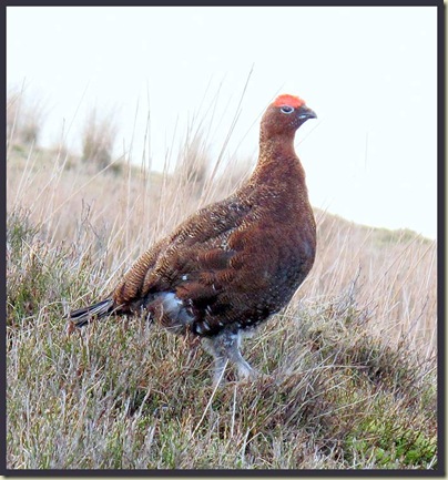 Red Grouse - "You can come as close as you like, I refuse to fly after all those gunshots!"
