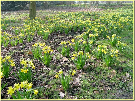 Daffodils at Dunham Massey on 3/3/11