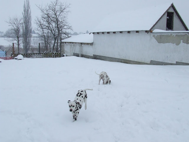 DSCF8366.JPG