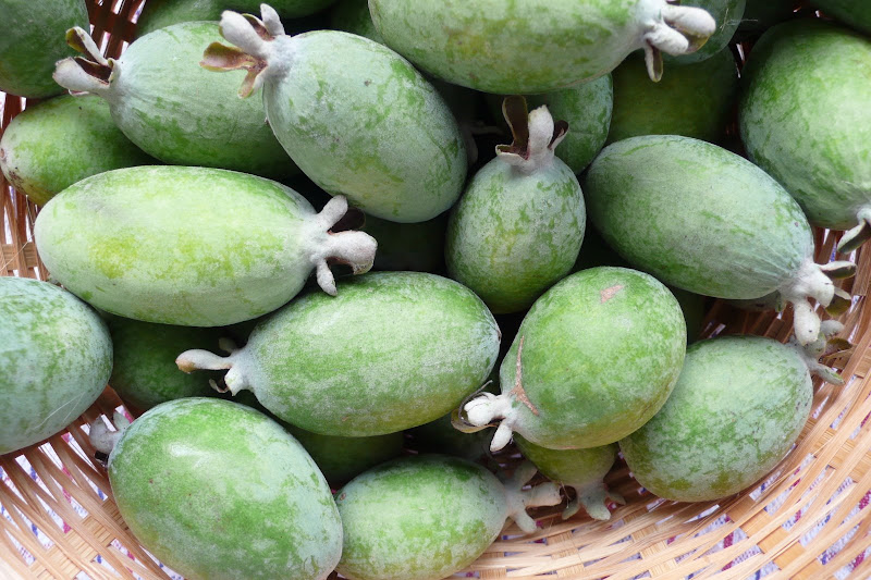 Bright Wings: Feijoas