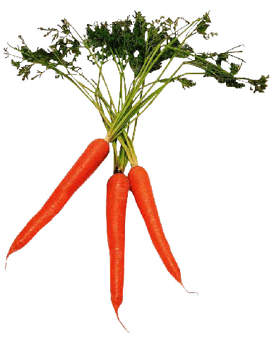 [Carrot[2].gif]