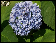 My blue Hydrangea