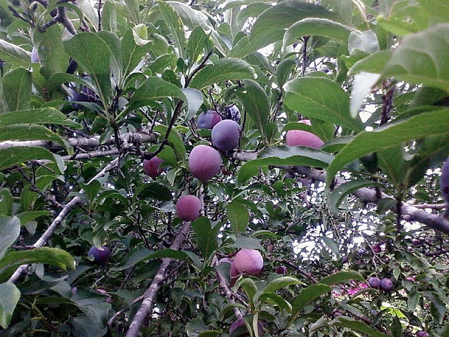 Флешмобильник.