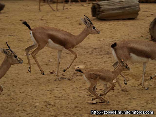 Zoos del Mundo - Gacelas (Gazella spp.) - Fotografia