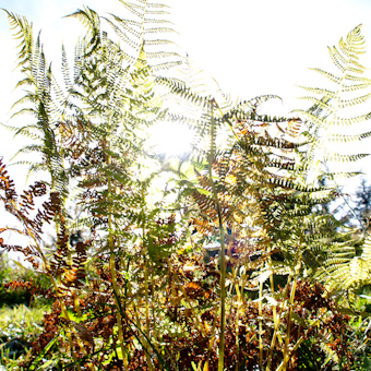 fern (2006)