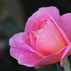 Rose by তিত কুটি - Flowers Single Flower
