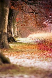 Wallpaper Nature Free HD(圖4)-速報App