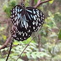 Blue tiger butterfly