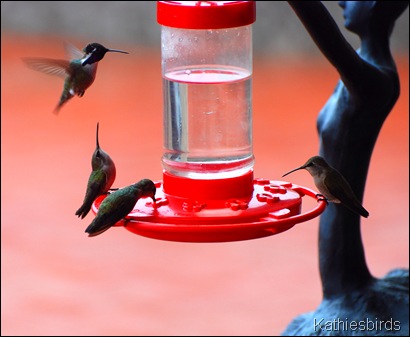 Winter Hummingbirds