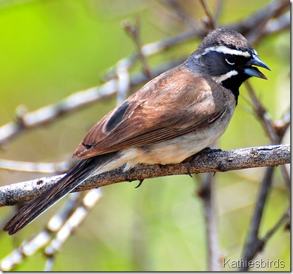1.black-throated sparrow