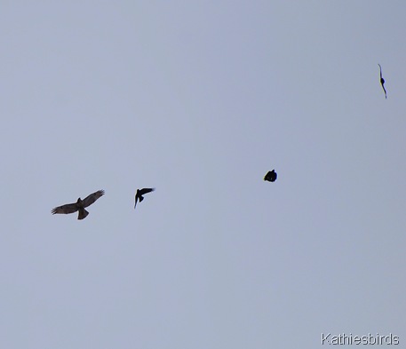 10. hawk and crows