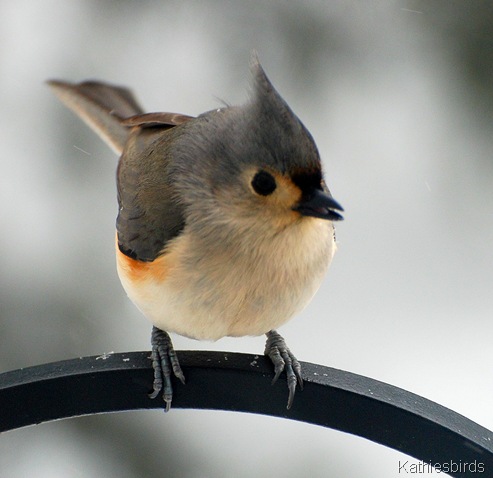 3. titmouse kathie