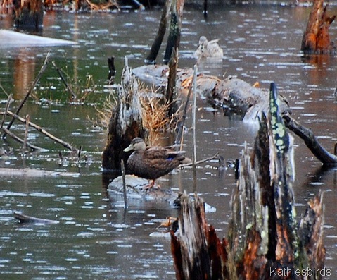 5. American black duck 4-5-11