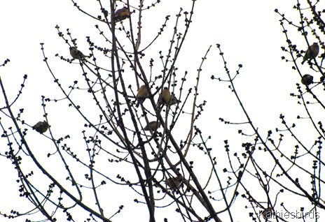 3. waxwings-kab