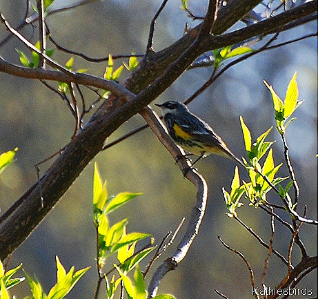 26. Yellow-Rumped Warbler 5-1-11