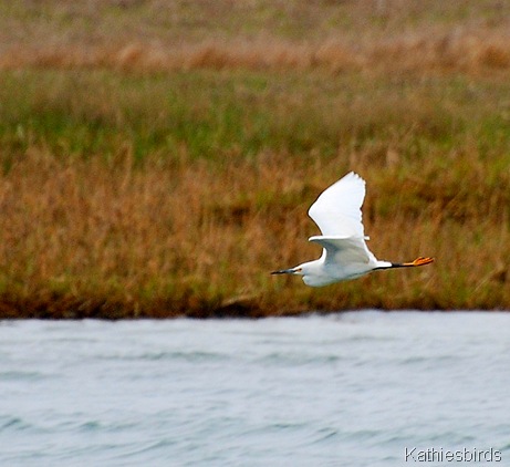 6. snowy egret-kab