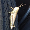 Army grasshopper