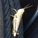 Army grasshopper