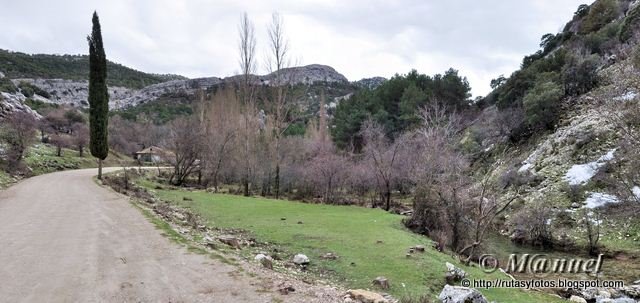 Cañada de las Fuentes - Tejos milenarios